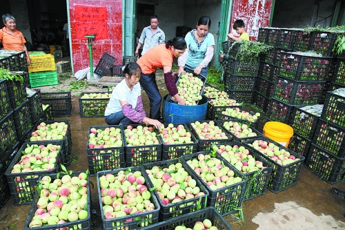 恭城瑶乡蜜桃丰收803 / 作者:欧耶 / 帖子ID:103885