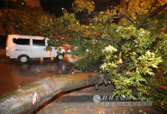 雷雨大风突袭桂林 道路积水10米大树倒塌269 / 作者:欧耶 / 帖子ID:103891