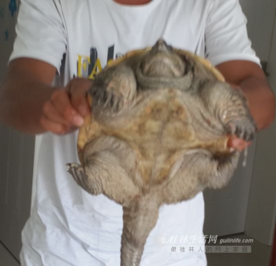 桂林市民漓江游泳遇怪东西 捞起是脸盆大小鳄龟882 / 作者:哟西 / 帖子ID:103920