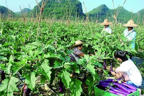 广西恭城县依托自然生态优势积极发展无公害蔬菜924 / 作者:九命猫 / 帖子ID:104128