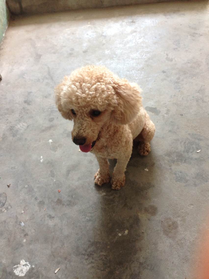 朋友的贵宾走丢了。230 / 作者:鸭子哥 / 帖子ID:104131