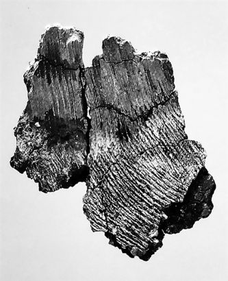 桂林一岩洞惊现人体骨骼 揭秘甑皮岩人洞穴生活458 / 作者:哟西 / 帖子ID:104165