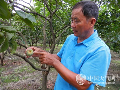 高温伴雨 恭城柿园害病果农心疼812 / 作者:欧耶 / 帖子ID:104181