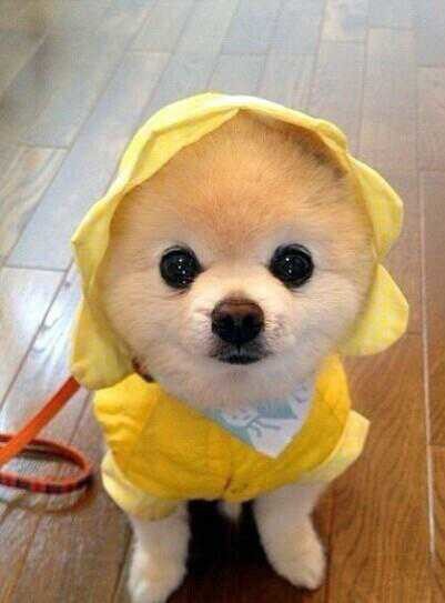 觉得可爱吧！205 / 作者:罗少爷 / 帖子ID:104315