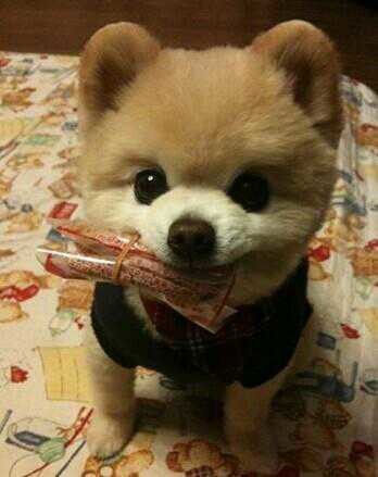 觉得可爱吧！1 / 作者:罗少爷 / 帖子ID:104315