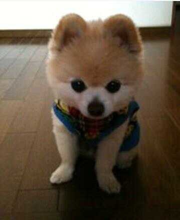 觉得可爱吧！418 / 作者:罗少爷 / 帖子ID:104315