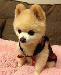 觉得可爱吧！293 / 作者:罗少爷 / 帖子ID:104315