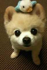 觉得可爱吧！309 / 作者:罗少爷 / 帖子ID:104315