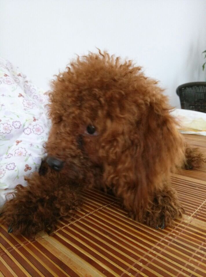 家里的 小沙沙!!941 / 作者:罗少爷 / 帖子ID:104336