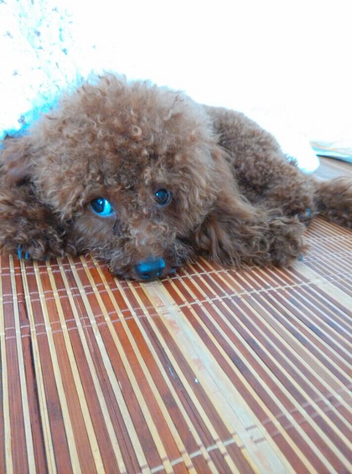 家里的 小沙沙!!969 / 作者:罗少爷 / 帖子ID:104336