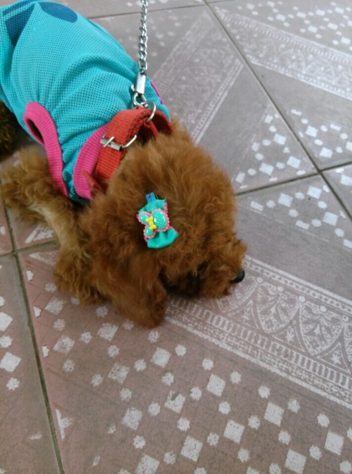 家里的 小沙沙!!428 / 作者:罗少爷 / 帖子ID:104336