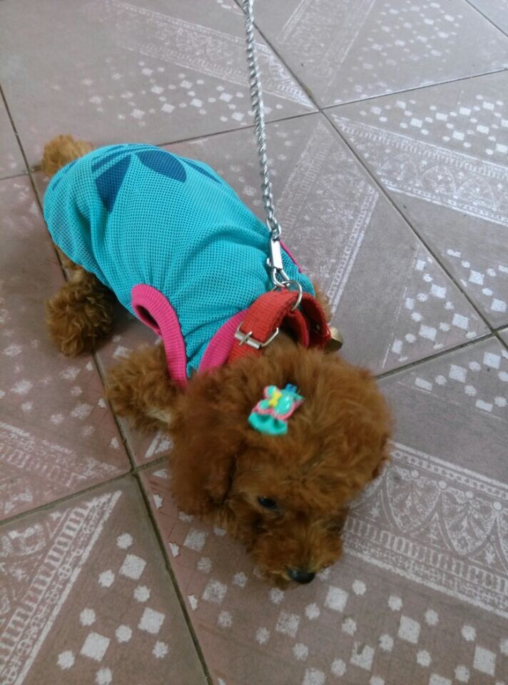 家里的 小沙沙!!688 / 作者:罗少爷 / 帖子ID:104336