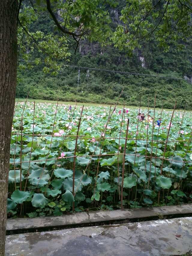 !车祸与荷花!51 / 作者:罗少爷 / 帖子ID:104339