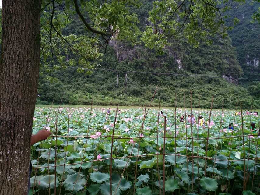 !车祸与荷花!73 / 作者:罗少爷 / 帖子ID:104339