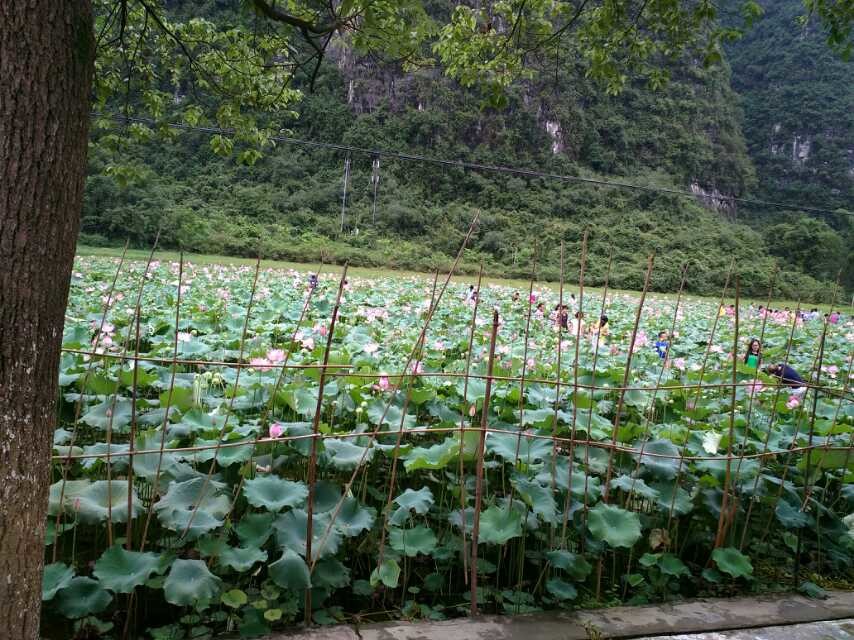 !车祸与荷花!201 / 作者:罗少爷 / 帖子ID:104339