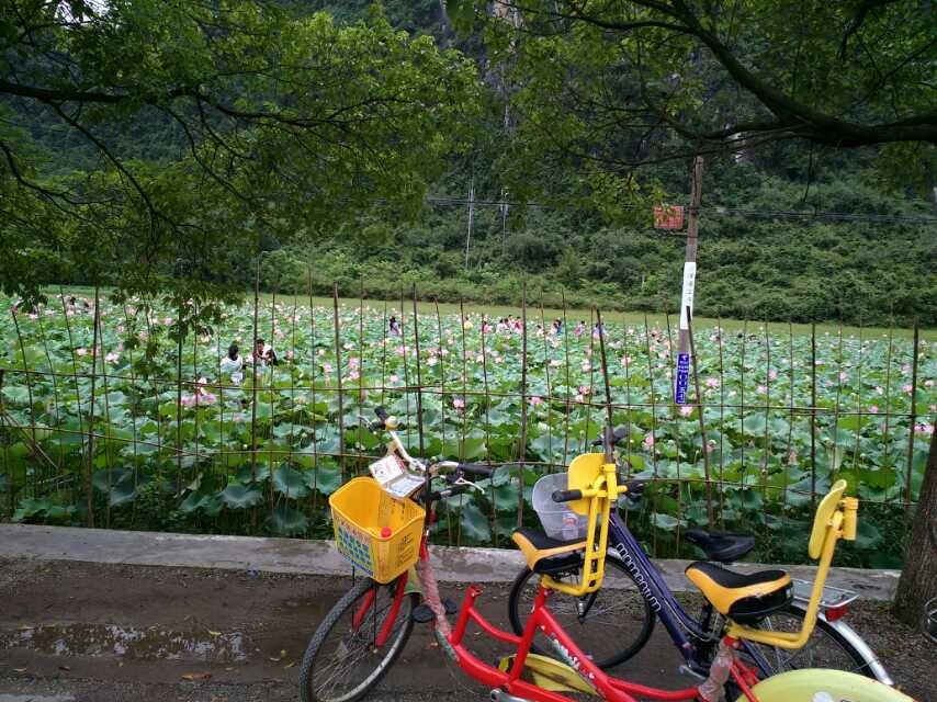 !车祸与荷花!708 / 作者:罗少爷 / 帖子ID:104339