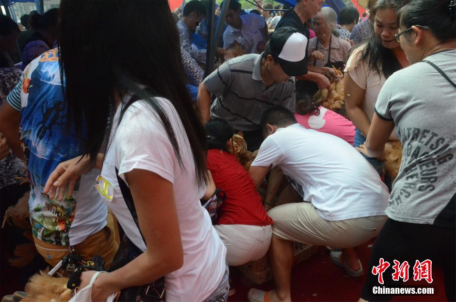 南宁开发商“抓鸡”活动引市民哄抢场面激烈99 / 作者:小天我鸟 / 帖子ID:104778