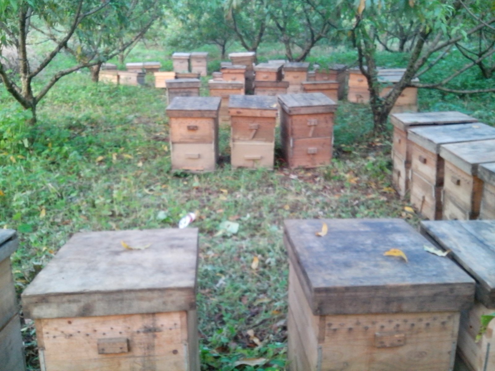 我在西岭的养蜂场29 / 作者:瑶乡蜂蜜园 / 帖子ID:104818