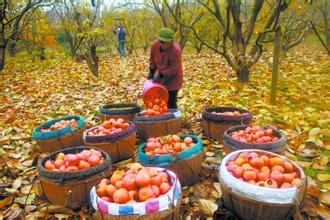 2014年恭城月柿节 第十一届月柿节今日开园552 / 作者:穷人 / 帖子ID:104925