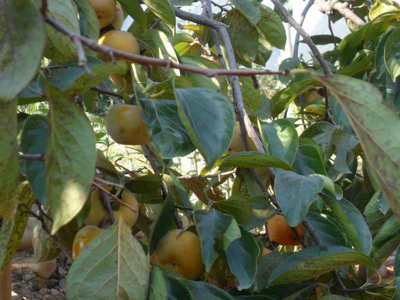 家乡的变化216 / 作者:建筑19551213 / 帖子ID:104983