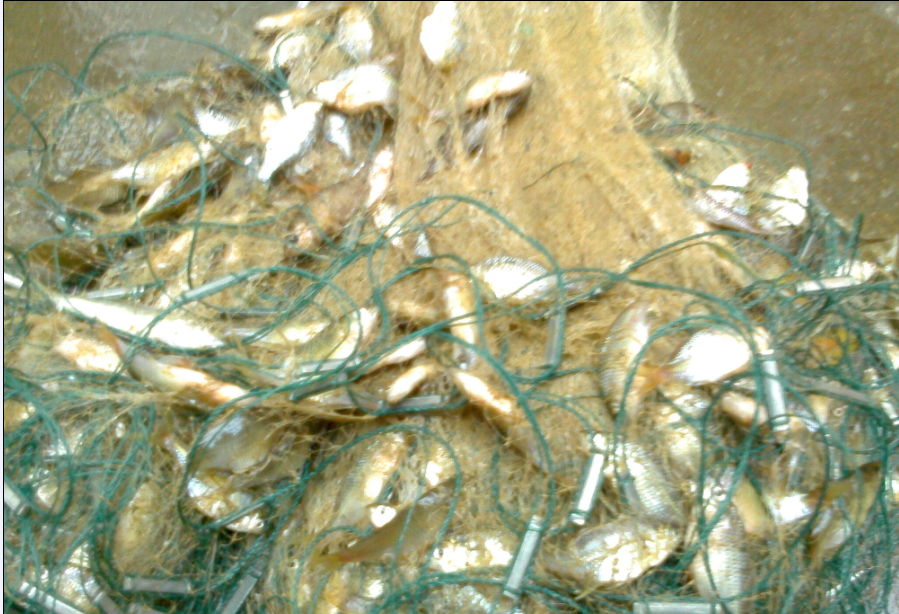 今天的收获!821 / 作者:罗少爷 / 帖子ID:105007