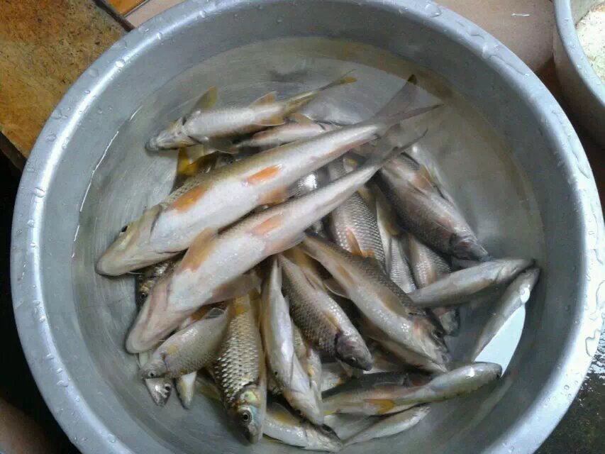 今天的收获!93 / 作者:罗少爷 / 帖子ID:105007