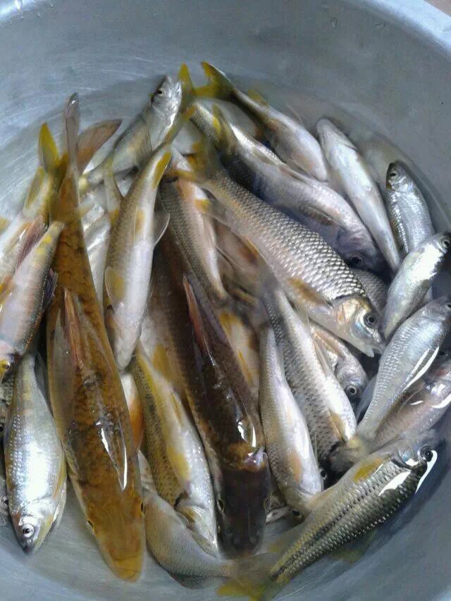 今天的收获!99 / 作者:罗少爷 / 帖子ID:105007