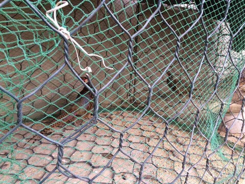 呗得搞法啊 今晚的下酒菜29 / 作者:红通通 / 帖子ID:105140