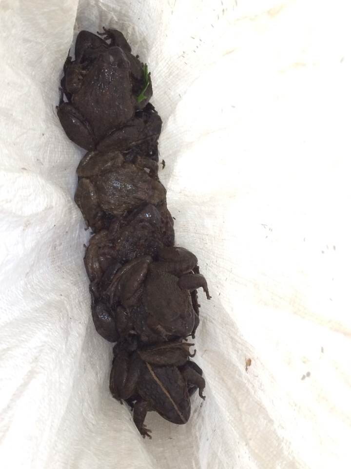 呗得搞法啊 今晚的下酒菜548 / 作者:红通通 / 帖子ID:105140