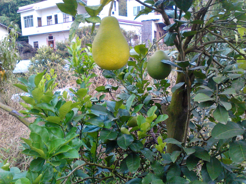 秋己浓，请添衣。388 / 作者:建筑19551213 / 帖子ID:105150