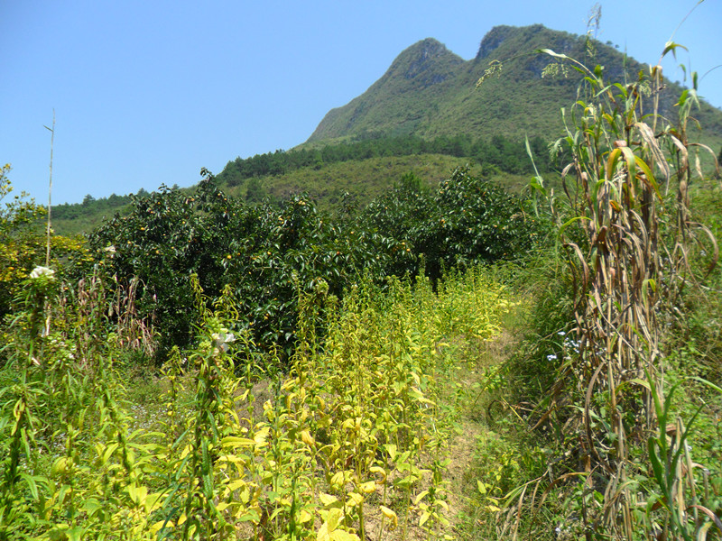 季节变了。温暖没变。秋天到了扫落了树叶。落叶一地的零乱。而记忆是一片璀璨！863 / 作者:建筑19551213 / 帖子ID:105158