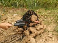 看图有感412 / 作者:麻蛋 / 帖子ID:105240