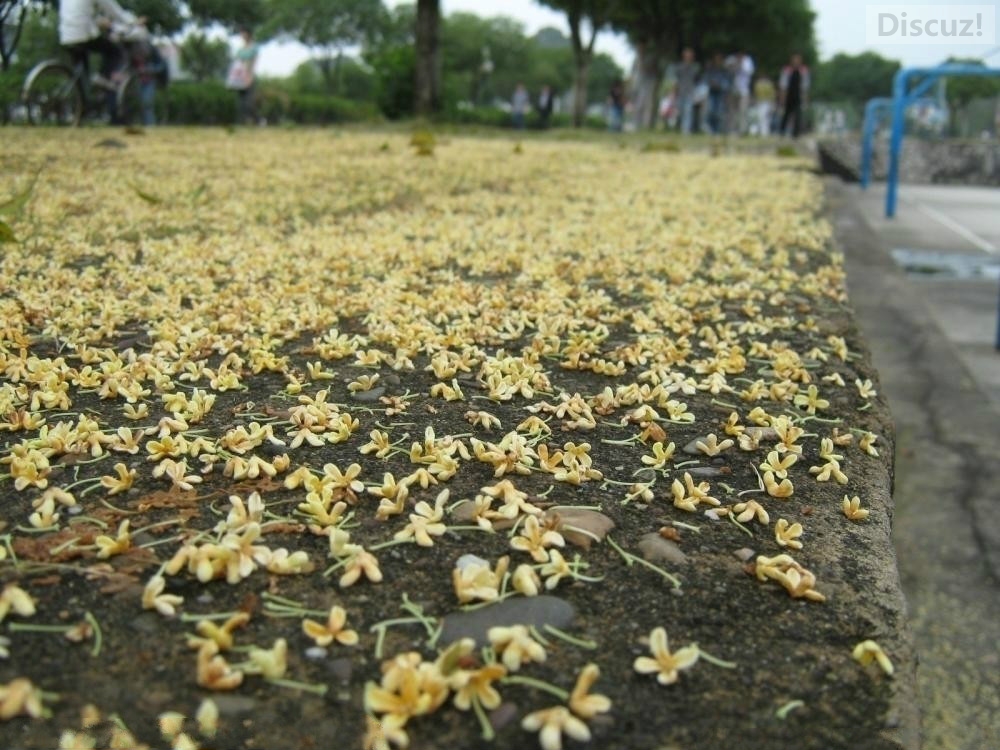 10月24日园林部门将在植物园举办市民赏桂晚会517 / 作者:猫小萌 / 帖子ID:105260