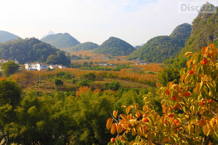 家乡的柿饼香甜软糯；那才是家乡的味道！家乡的柿饼远近闻名！咬一口才知道这才是...338 / 作者:建筑19551213 / 帖子ID:105500