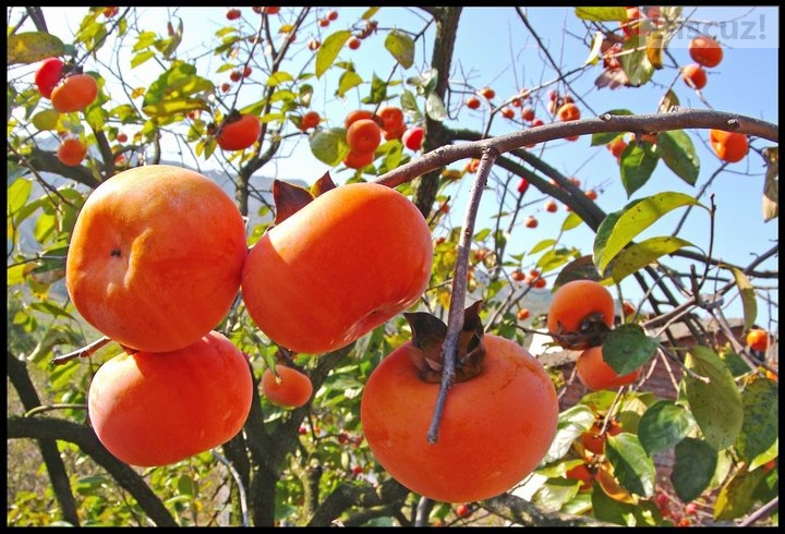 家乡的柿饼香甜软糯；那才是家乡的味道！家乡的柿饼远近闻名！咬一口才知道这才是...456 / 作者:建筑19551213 / 帖子ID:105500
