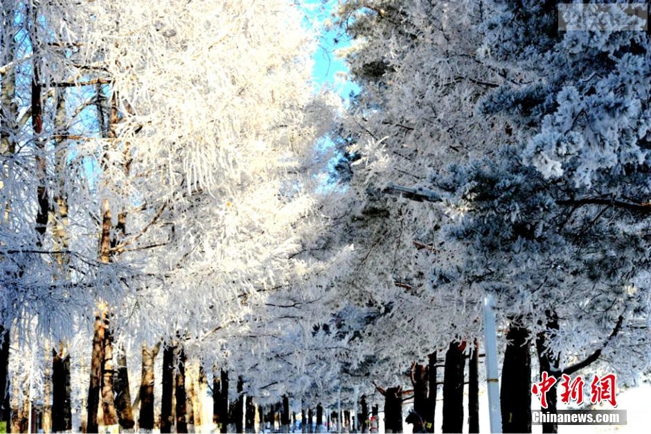 黑龙江大兴安岭现绵延数公里雾凇美景578 / 作者:桂花糕 / 帖子ID:105584