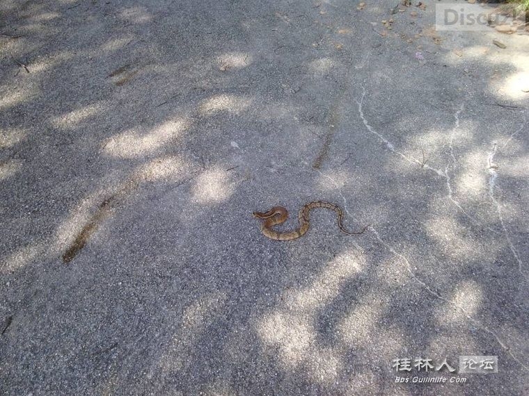 在桂林论坛看见的，这种蛇我也奇怪是什么601 / 作者:奇葩处处有 / 帖子ID:105608