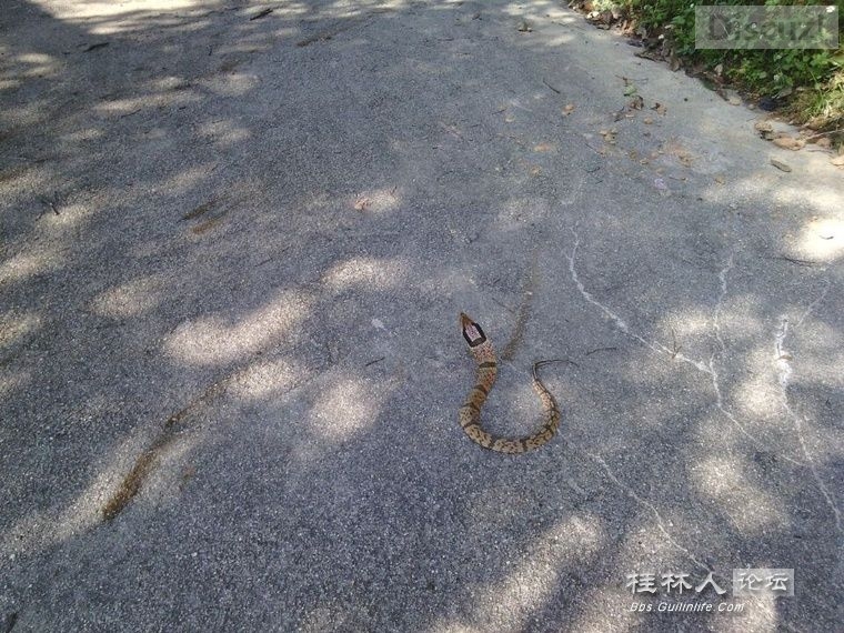 在桂林论坛看见的，这种蛇我也奇怪是什么504 / 作者:奇葩处处有 / 帖子ID:105608