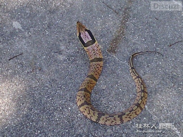 在桂林论坛看见的，这种蛇我也奇怪是什么458 / 作者:奇葩处处有 / 帖子ID:105608