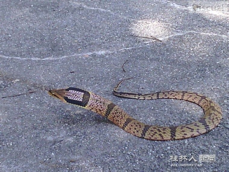 在桂林论坛看见的，这种蛇我也奇怪是什么530 / 作者:奇葩处处有 / 帖子ID:105608