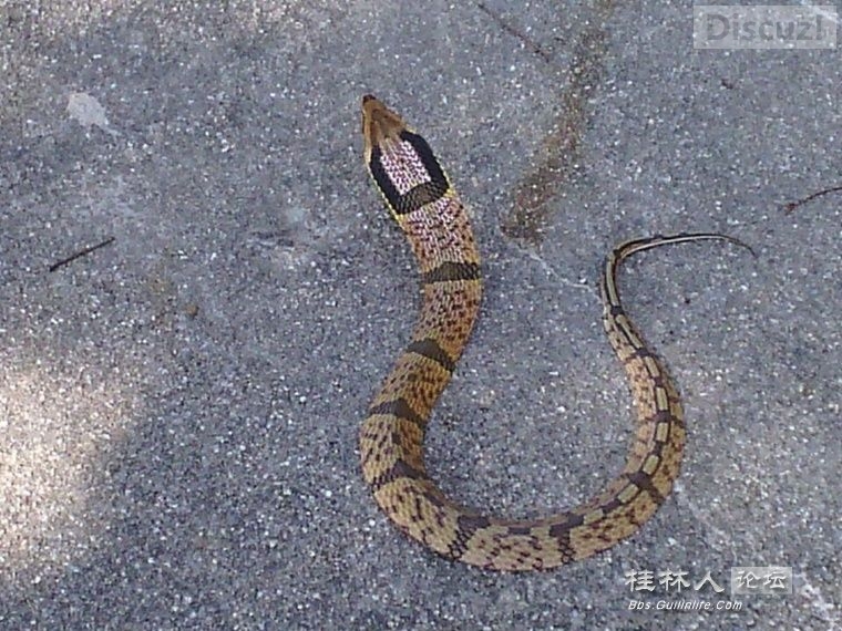 在桂林论坛看见的，这种蛇我也奇怪是什么153 / 作者:奇葩处处有 / 帖子ID:105608