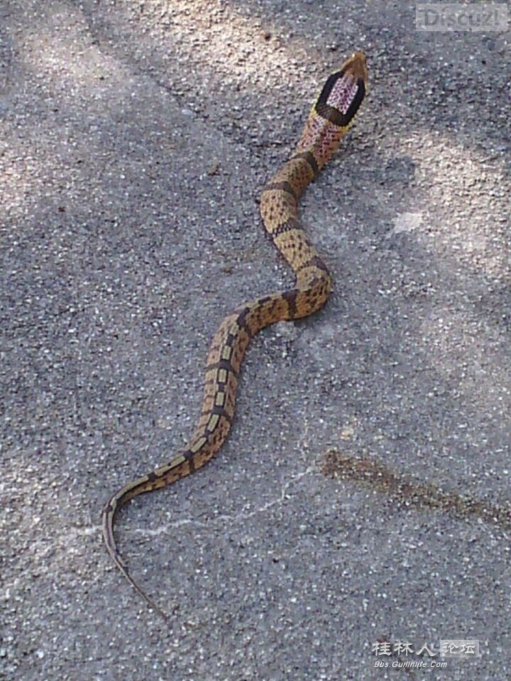 在桂林论坛看见的，这种蛇我也奇怪是什么124 / 作者:奇葩处处有 / 帖子ID:105608