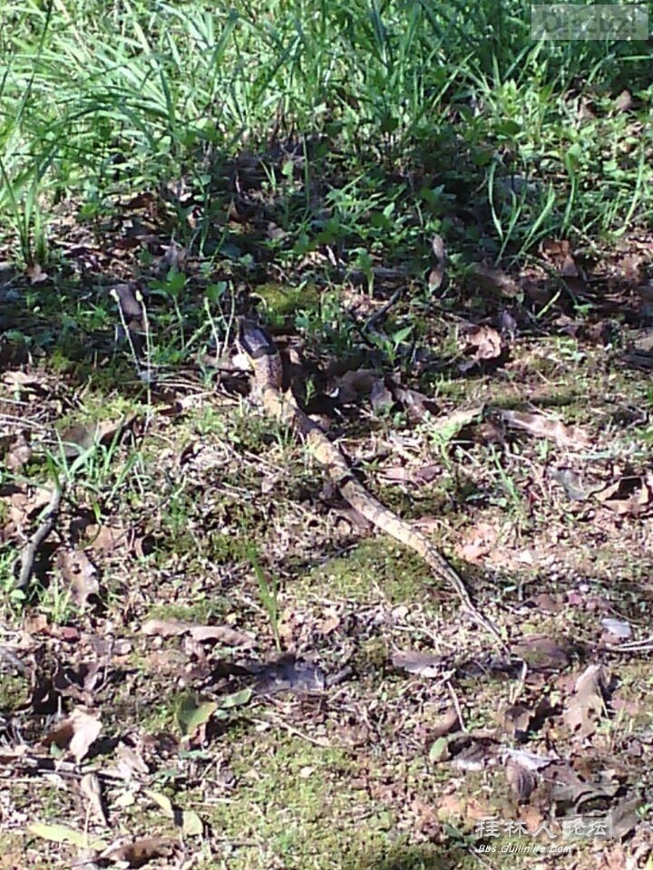 在桂林论坛看见的，这种蛇我也奇怪是什么801 / 作者:奇葩处处有 / 帖子ID:105608