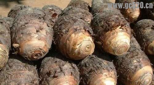 舌尖上的恭城，还有补充的来117 / 作者:希灵容梅 / 帖子ID:105672