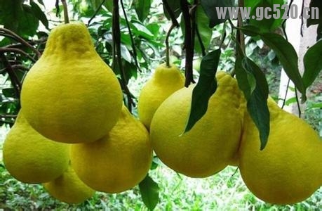 舌尖上的恭城，还有补充的来82 / 作者:希灵容梅 / 帖子ID:105672