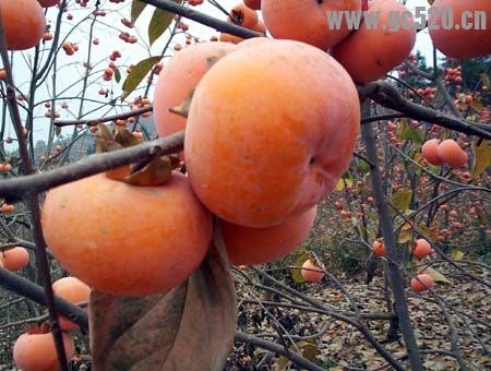 舌尖上的恭城，还有补充的来485 / 作者:希灵容梅 / 帖子ID:105672