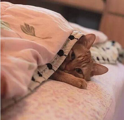 【新闻360】奇葩男友求抱抱 顺手“摸”走女友iPhone6379 / 作者:thkfh / 帖子ID:105813