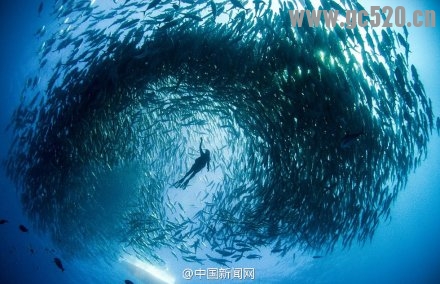 太震撼了！夫妇潜水被鱼群“包围”314 / 作者:奇葩处处有 / 帖子ID:105846