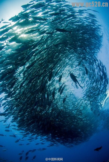 太震撼了！夫妇潜水被鱼群“包围”34 / 作者:奇葩处处有 / 帖子ID:105846