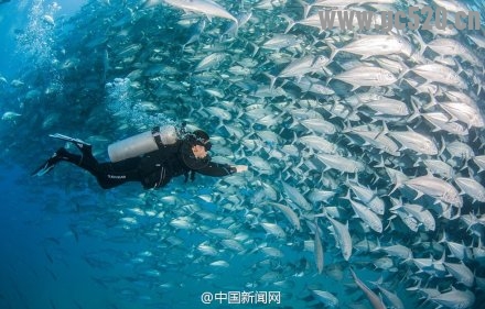 太震撼了！夫妇潜水被鱼群“包围”735 / 作者:奇葩处处有 / 帖子ID:105846